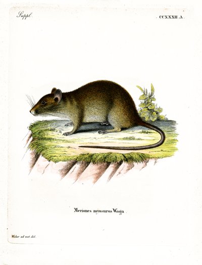 Szczur Bandicoot krótkoogoniasty (kolorowy grawerunek) autorstwa German School
