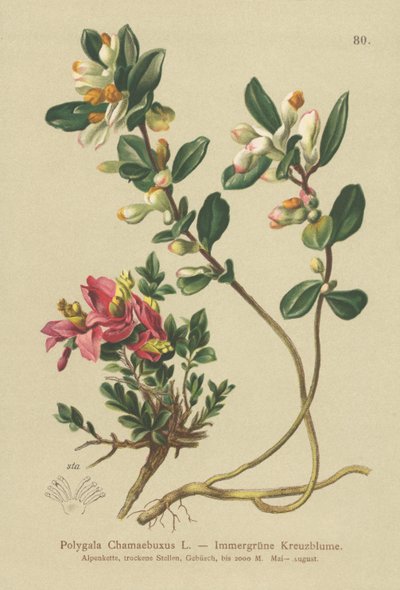 Krzew mleczny (Polygala Chamaebuxus) autorstwa German School