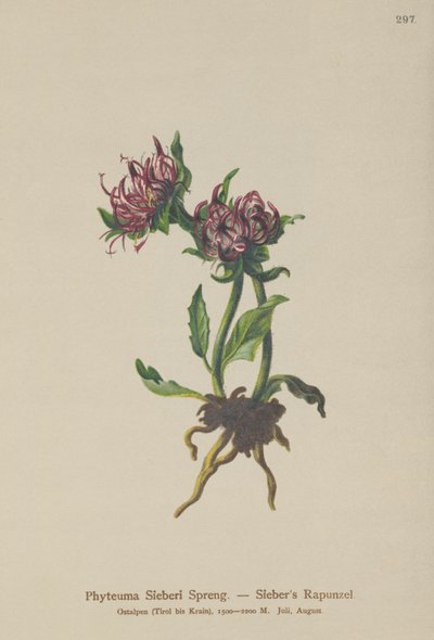 Siebers Rampion (Phyteuma Sieberi) autorstwa German School