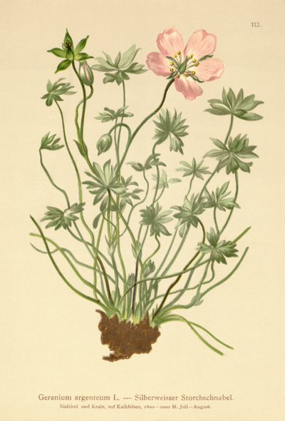 Dziób srebrzysty żurawi (Geranium argenteum) autorstwa German School