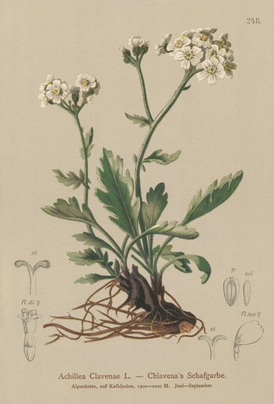 Krwawnik srebrzysty (Achillea Clavenae) autorstwa German School