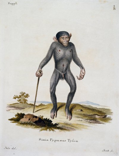 Simia pygmaeus, z Mammals ilustrowany z natury z opisami, Johann Christian Daniel von Schreber (1739-1810), rycina IC Bock, Niemcy autorstwa German School