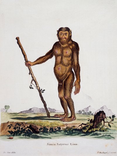 Simia satyrus, z Ssaki ilustrowane z natury z opisami, Johann Christian Daniel von Schreber (1739-1810), rycina I Nusbiegel wg rysunku De Seve, Niemcy autorstwa German School