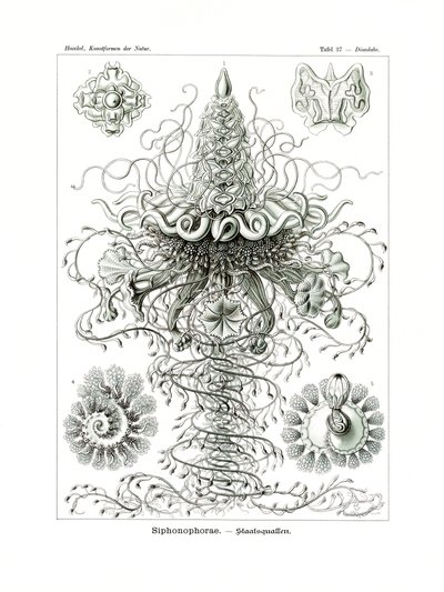 Siphonophorae, 1899-1904 autorstwa German School