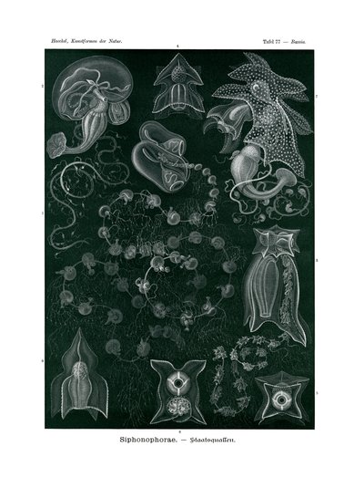 Siphonophorae, 1899-1904 autorstwa German School