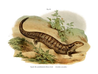 Skink (kolor lito) autorstwa German School