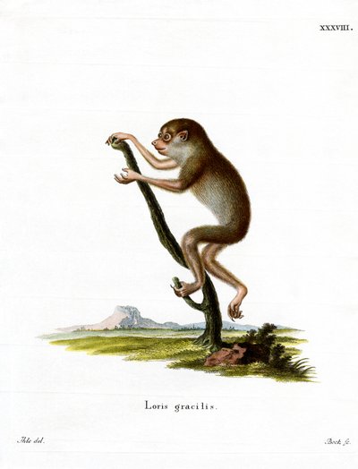 Slender Loris (kolorowy grawer) autorstwa German School