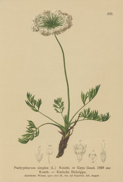 Lubczyk alpejski mały (Pachypleurum mutellinoides, Pachypleurum simplex, Pachypleurum alpinum, Pachypleurum simplex, Neogaya simplex, Gaya simplex, Ligusticum simplex) autorstwa German School