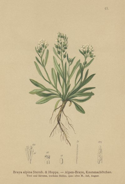 Gładka rzeżucha północna (Braya alpina, Sisymbrium alpinum) autorstwa German School