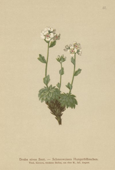 Śnieżnobiała trawa Whitlow (Draba nivea) autorstwa German School
