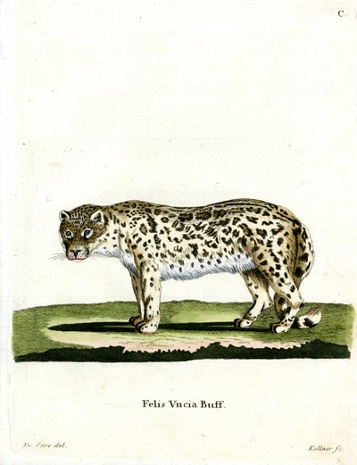 Snow Leopard (kolorowy grawerunek) autorstwa German School