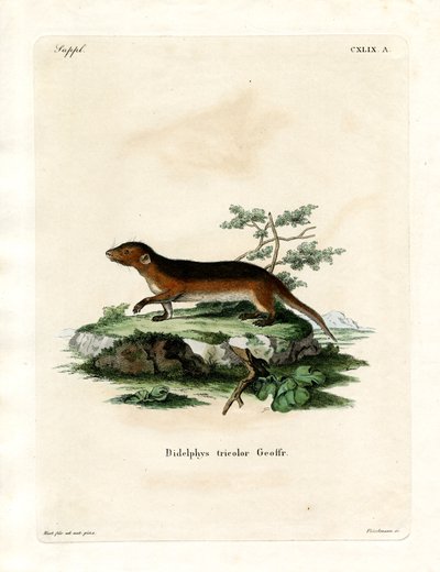Southern Red-sideded Opos (kolorowy grawerunek) autorstwa German School