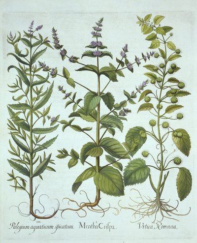 Mięta zielona, pokrzywa rzymska i mięta długolistna, z Hortus Eystettensis, autorstwa Basila Beslera (1561-1629), wyd. 1613 (grawerowanie ręcznie kolorowane) autorstwa German School