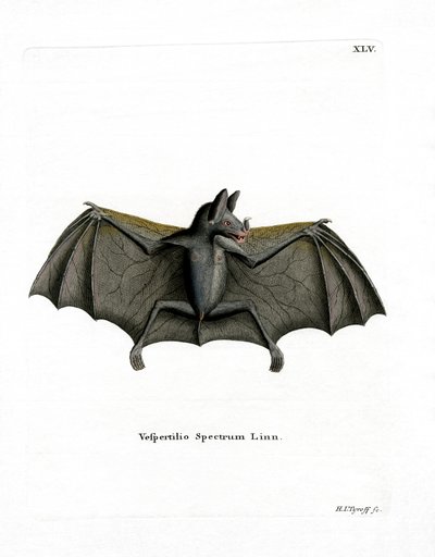 Spectral Bat (kolorowy grawerunek) autorstwa German School