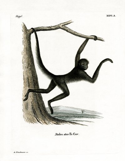 Spider Monkey (kolorowy grawerunek) autorstwa German School