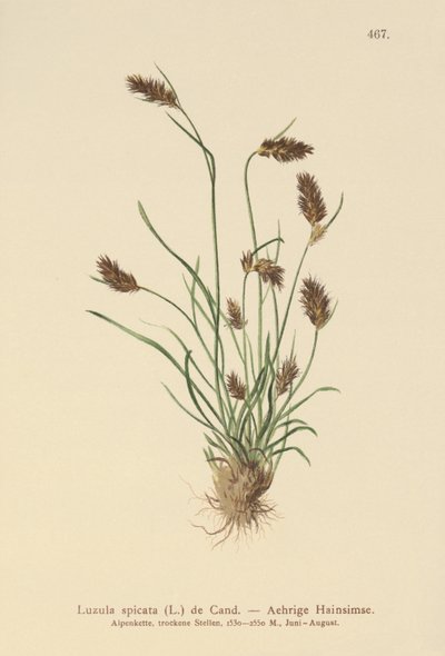 Kolczasty Woodrush (Luzula spicata) autorstwa German School