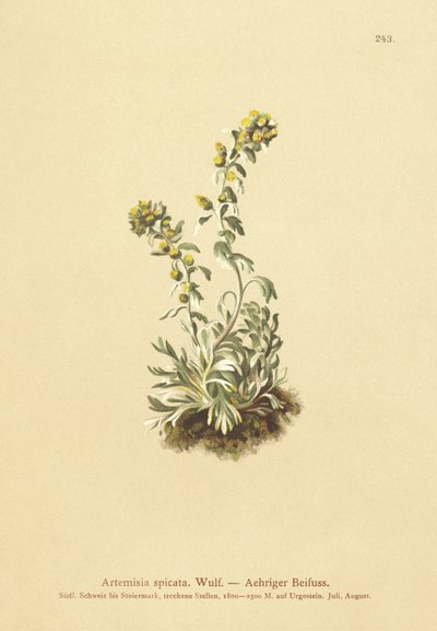 Kolczasty piołun (Artemisia spicata, Artemisia bocconei, Artemisia genipi) autorstwa German School