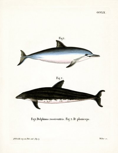 Spinner Dolphin (kolorowy grawerunek) autorstwa German School
