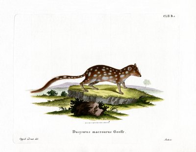 Quoll cętkowany (kolorowy grawerunek) autorstwa German School