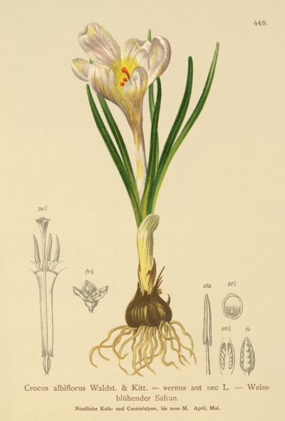 Krokus wiosenny (Crocus albiflorus, Crocus vernus) autorstwa German School