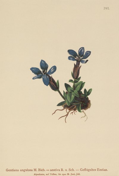 Goryczka wiosenna (Gentiana verna, Gentiana angulosa, Gentiana aestiva) autorstwa German School