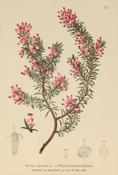 Wiosenny wrzosiec (Erica carnea) autorstwa German School