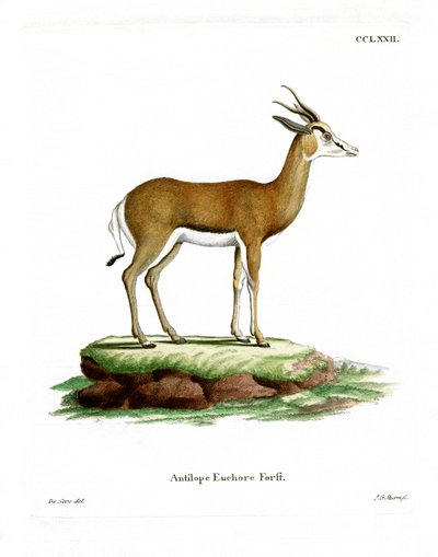 Springbok (kolorowy grawer) autorstwa German School