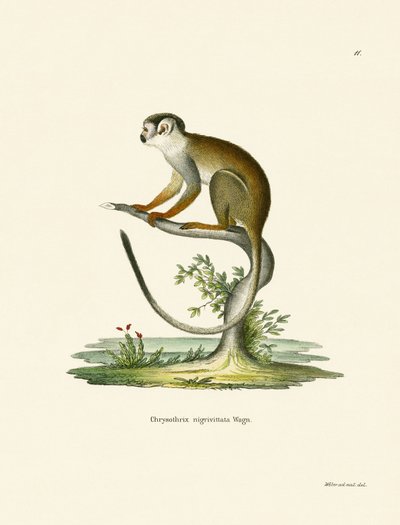 Squirrel Monkey (kolorowy grawerunek) autorstwa German School