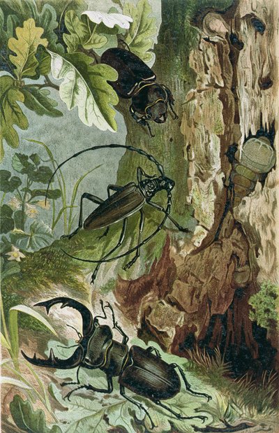 Stag Beetle i Longicorn Beetle, płyta z Brehms Tierleben: Allgemeine Kunde des Tierreichs, t. 9, s. 80, wyd. Instytut Bibliograficzny, 1892 autorstwa German School