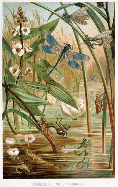 Etapy rozwoju ważki równoskrzydłej, Brehms Tierleben, wyd. Kolorowa litografia z lat 1860, 1860. autorstwa German School