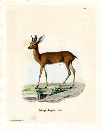 Steenbok (kolorowy grawer) autorstwa German School