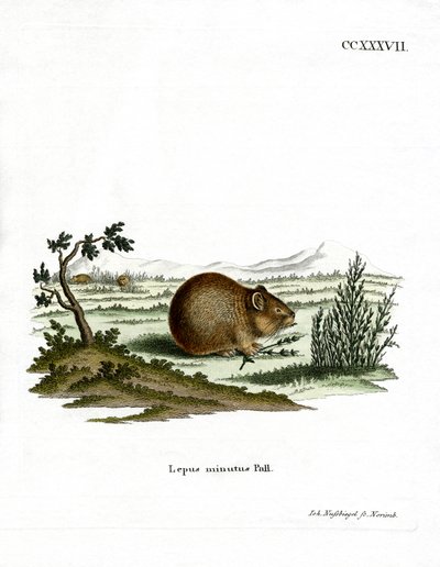 Stepe Pika (kolorowy grawer) autorstwa German School