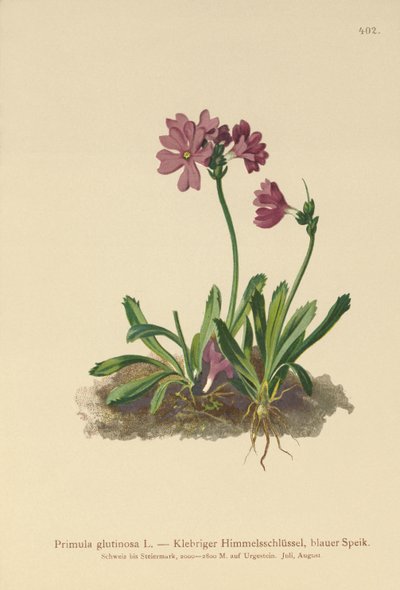 Lepki Wiesiołek (Primula glutinosa) autorstwa German School