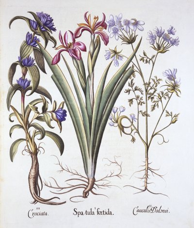 Stinking Iris, Orlaya i Crosswort Gentian, z Hortus Eystettensis, Basil Besler (1561-1629), wyd. 1613 (grawerowanie ręcznie kolorowane) autorstwa German School
