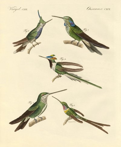Dziwne kolibry (kolorowy grawerunek) autorstwa German School