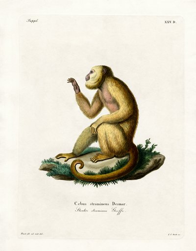 Słomkowy Howler (kolorowy grawerunek) autorstwa German School