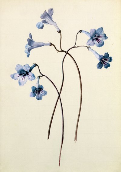 Streptocarpus, ok. 1790 (wc na papierze) autorstwa German School