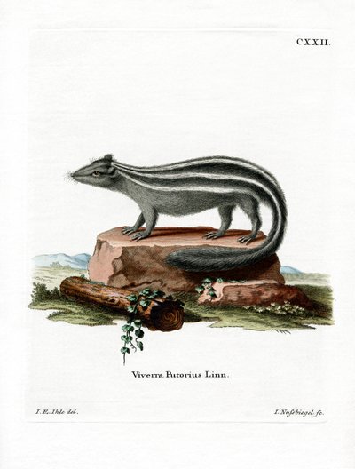 Striped Skunk (kolorowy grawerunek) autorstwa German School