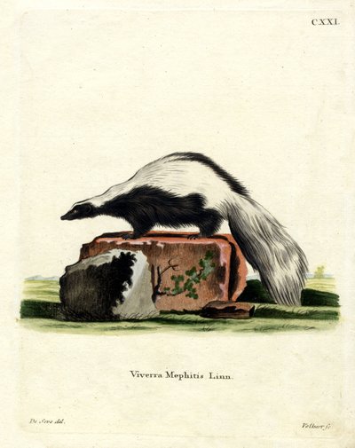 Striped Skunk (kolorowy grawerunek) autorstwa German School