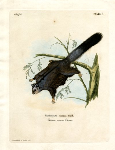 Sugar Squirrel (kolorowy grawerunek) autorstwa German School