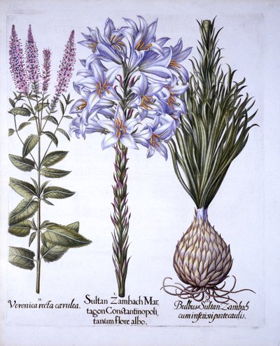 Sułtan Zambach Lily and Bulb, Veronica, z Hortus Eystettensis, Basil Besler (1561-1629), wyd. 1613 (grawerowanie ręcznie kolorowane) autorstwa German School