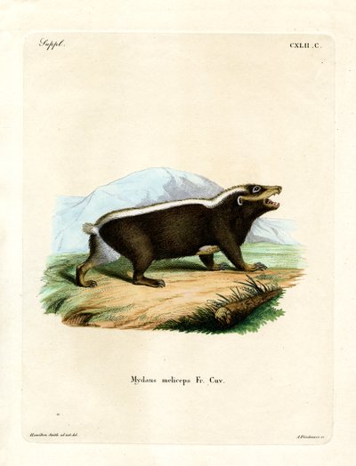 Sunda Stink Badger (kolorowy grawerunek) autorstwa German School