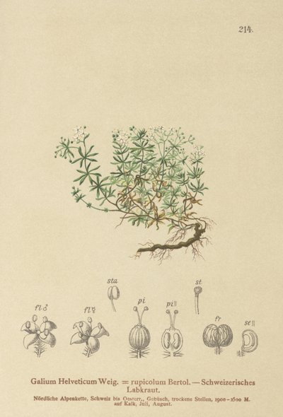 Szwajcarska Bedstraw (Swiss Galium, Galium rupicolum, Galium megalospermum) autorstwa German School