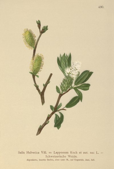 Wierzba Szwajcarska (Salix Helvetica, Salix Lapponum) autorstwa German School