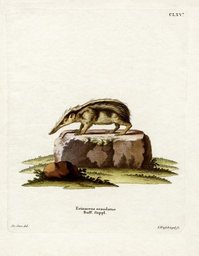 Tenrec bezogonowy (kolorowy grawerunek) autorstwa German School