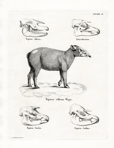 Tapir Skulls (kolorowy grawerunek) autorstwa German School