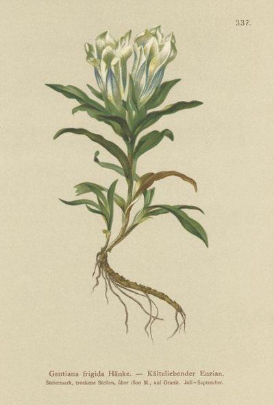 Goryczka tawerna (Gentiana frigida) autorstwa German School