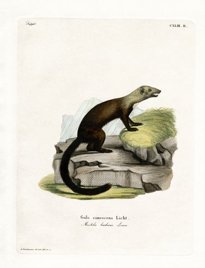 Tayra (kolorowy grawer) autorstwa German School