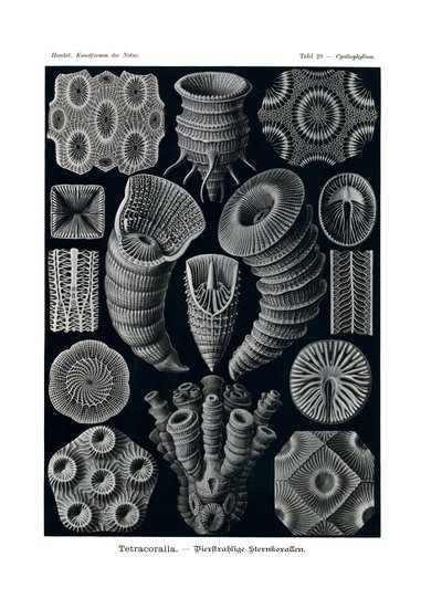 Tetracoralla, 1899-1904 autorstwa German School