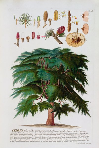 Cedr, rytowany przez Johanna Jakoba Haida (1704-67) tablica 60 z księgi botanicznej, wyd. przez Augusta Vind autorstwa German School
